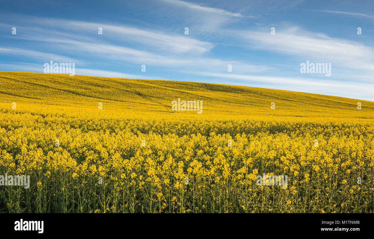 Une image d'un champ de colza jaune vif contre un ciel bleu tourné en Angleterre, Royaume-Uni Banque D'Images
