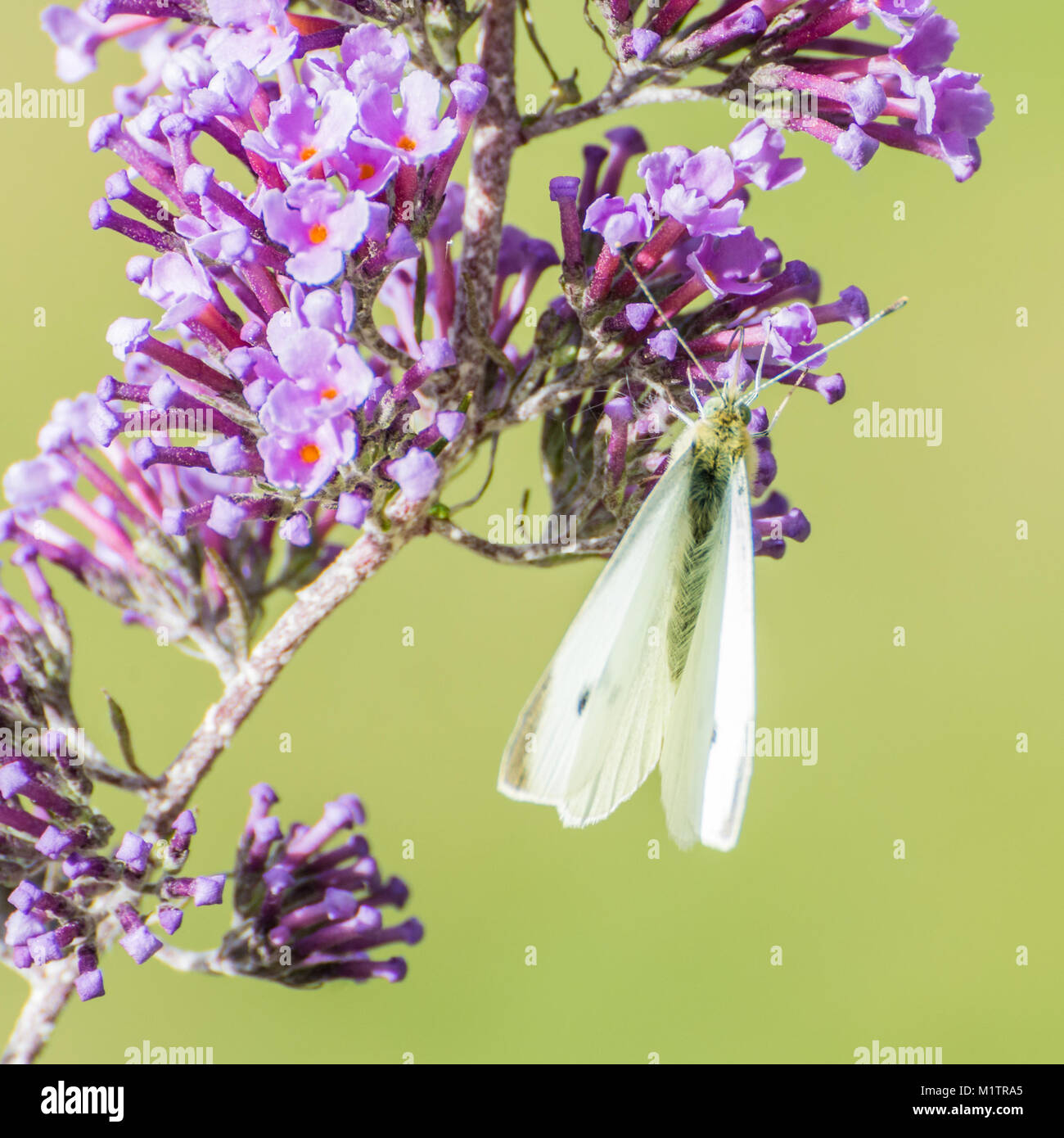 Un plan macro sur une alimentation papillon à partir d'un pigment de bush. Banque D'Images