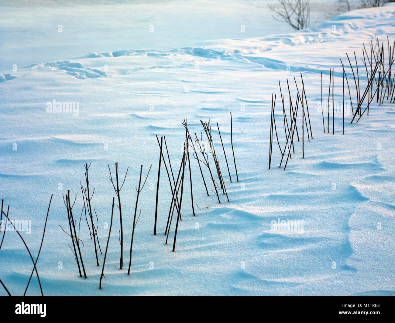 La moitié des plantes taillées couvertes de neige, journée ensoleillée piscine shot Banque D'Images