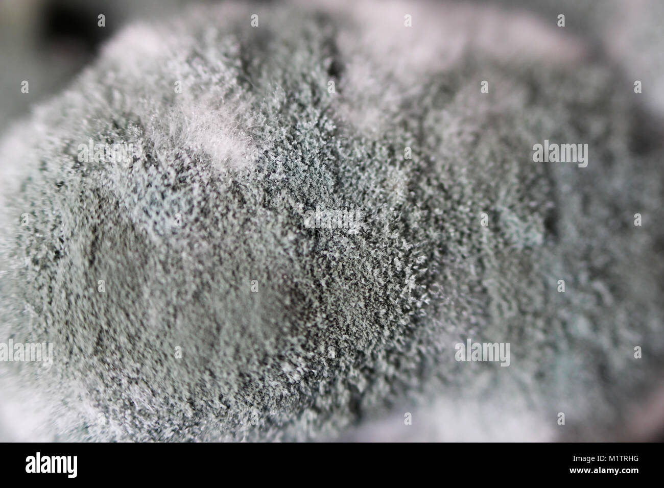 Aspergillus Banque du0027image et photos - Alamy