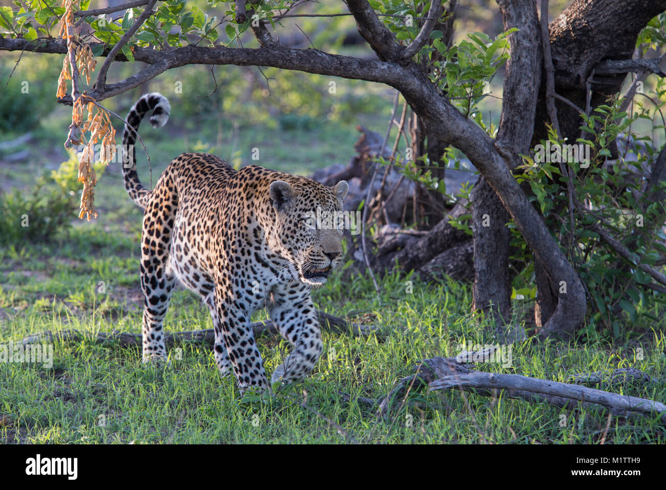 Un léopard adulte (Panteera pardus) adulte adulte adulte, marchant dans une herbe verte luxuriante Banque D'Images