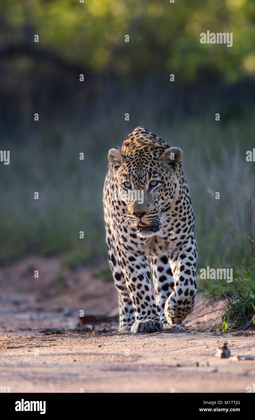 Un adulte mâle adulte leopard (Pantehera pardus) balade Banque D'Images