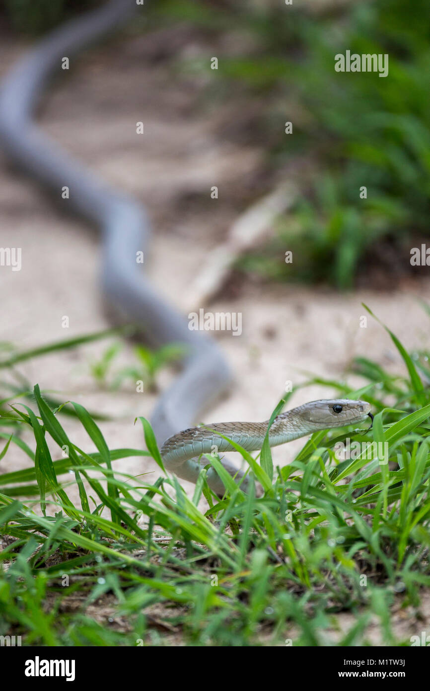 Serpent mamba noir Banque D'Images