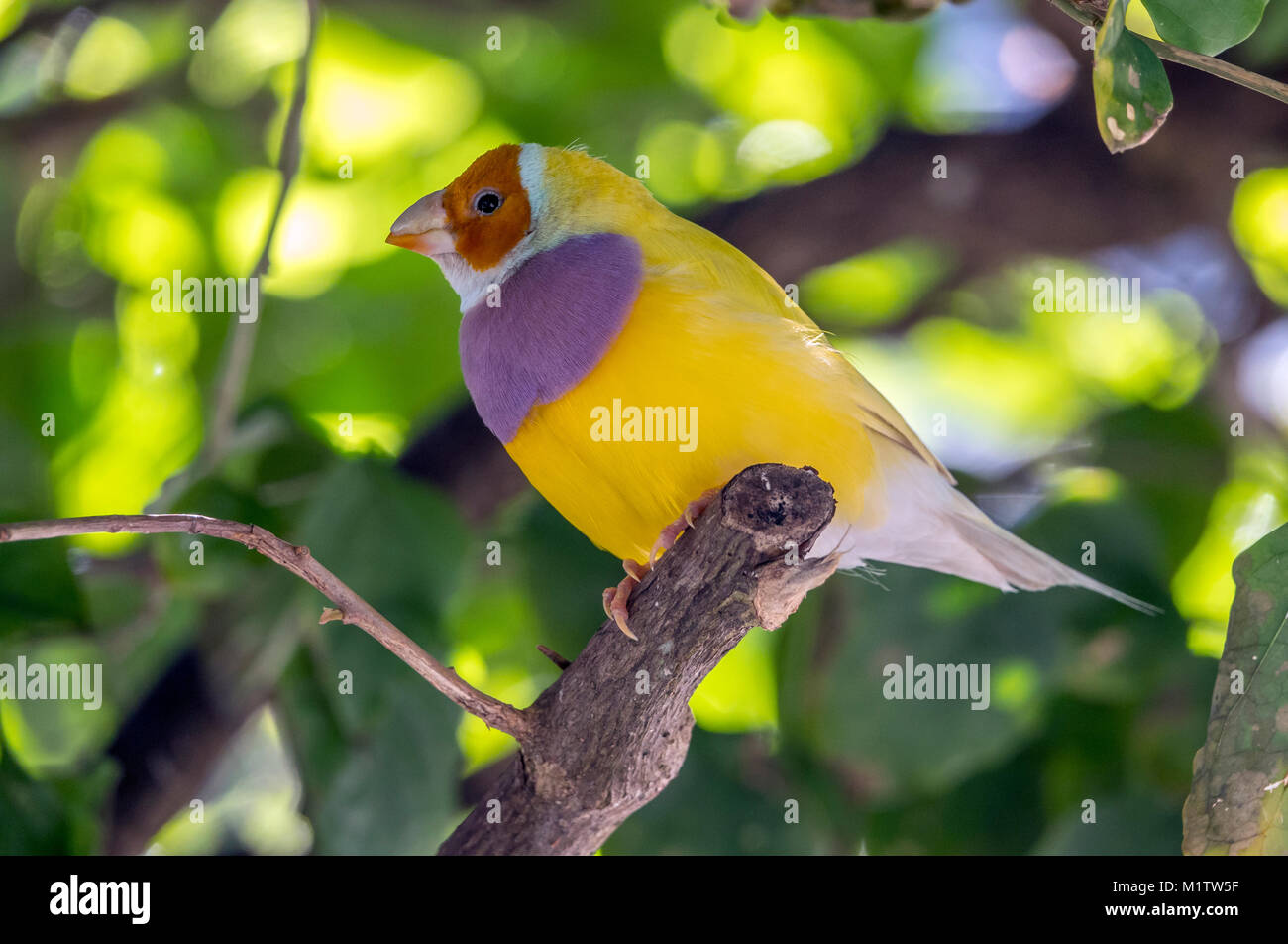 Gouldian finch,Erythrura gouldiae, également connu sous le nom de Lady Gouldian finch roselin de Gould, ou l'arc en ciel Finch, est un passereau endémique de Banque D'Images