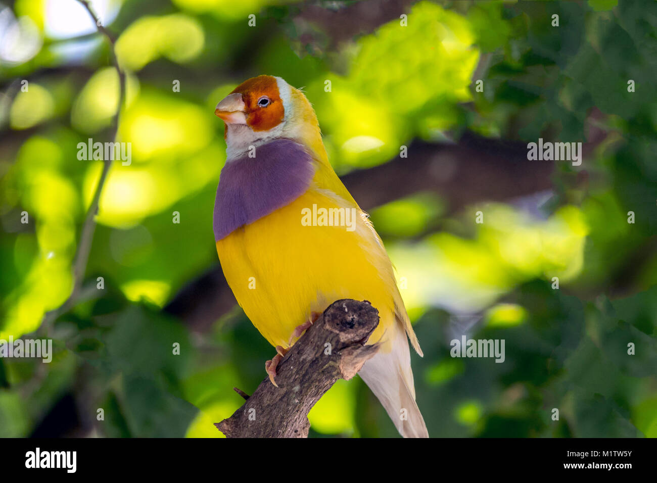 Gouldian finch,Erythrura gouldiae, également connu sous le nom de Lady Gouldian finch roselin de Gould, ou l'arc en ciel Finch, est un passereau endémique de Banque D'Images