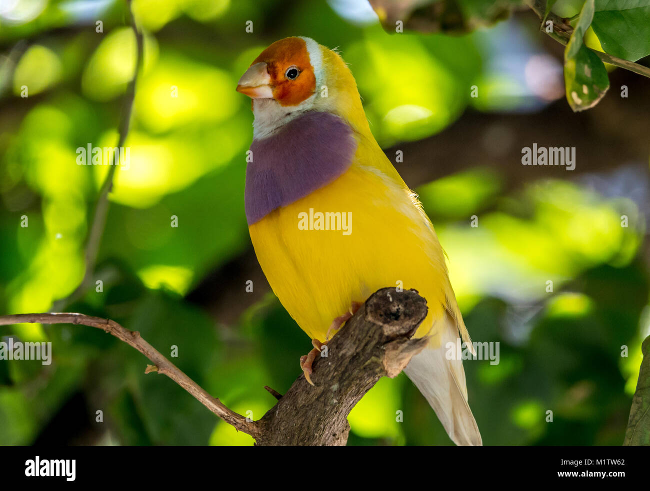 Gouldian finch,Erythrura gouldiae, également connu sous le nom de Lady Gouldian finch roselin de Gould, ou l'arc en ciel Finch, est un passereau endémique de Banque D'Images