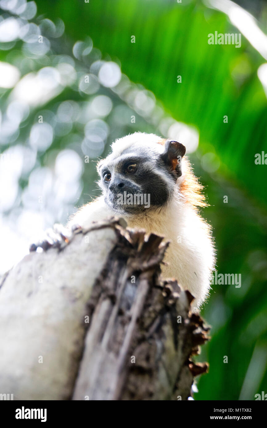 Geoffroy's Tamarin monkey dans Monkey Island, le lac Gatun, Panama. Banque D'Images