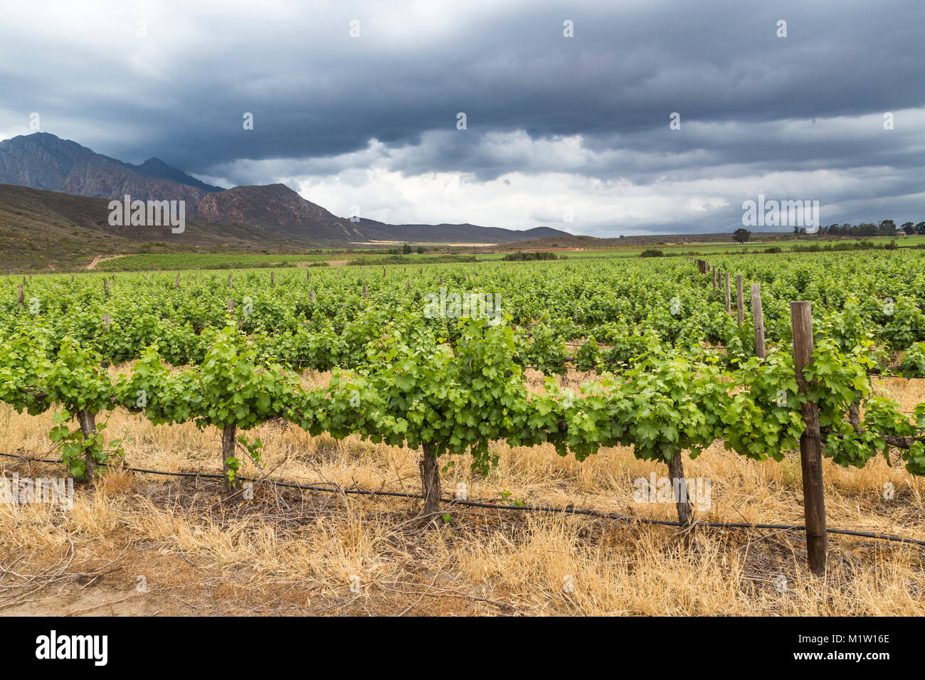 Vue panoramique d'un vignoble dans la région de Robertson Banque D'Images