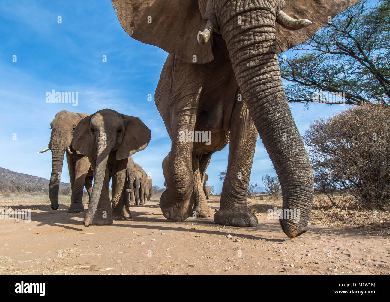 Un bas-angle shot d'un troupeau d'éléphants près le long d'un chemin de sable dans la réserve nationale de Samburu, Kenya' Banque D'Images