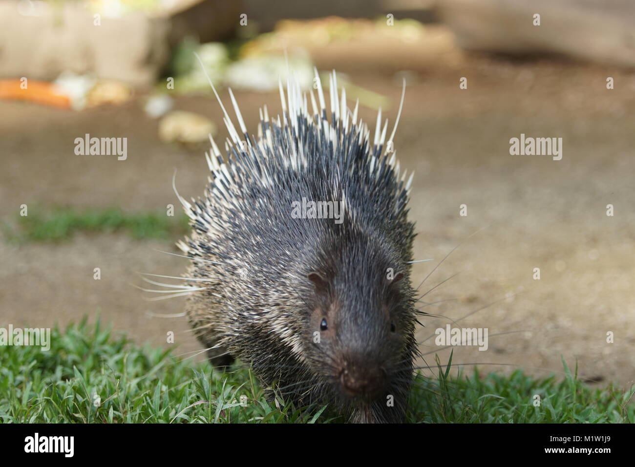 10 Pièces Plumes De Porc-épic Travail Pêche Bobber
