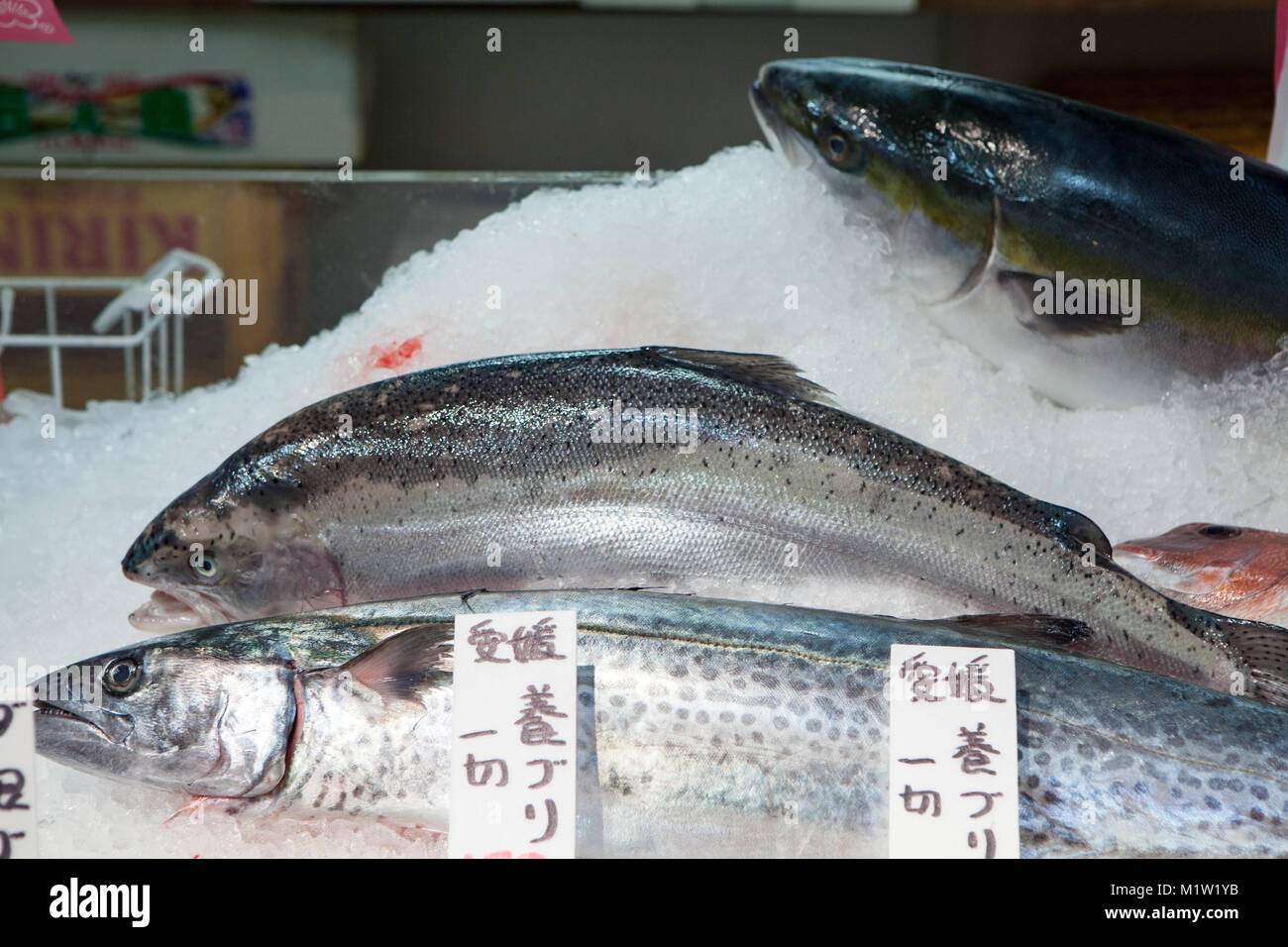 Les marchés aux poissons de Tsukiji, Tokyo, Japon Banque D'Images