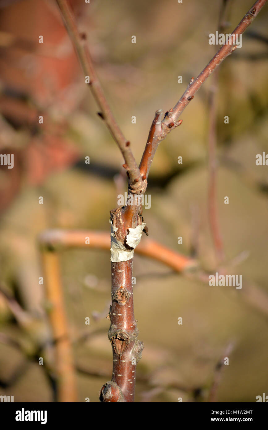 Les jeunes fruits greffés, image d'un arbre Banque D'Images