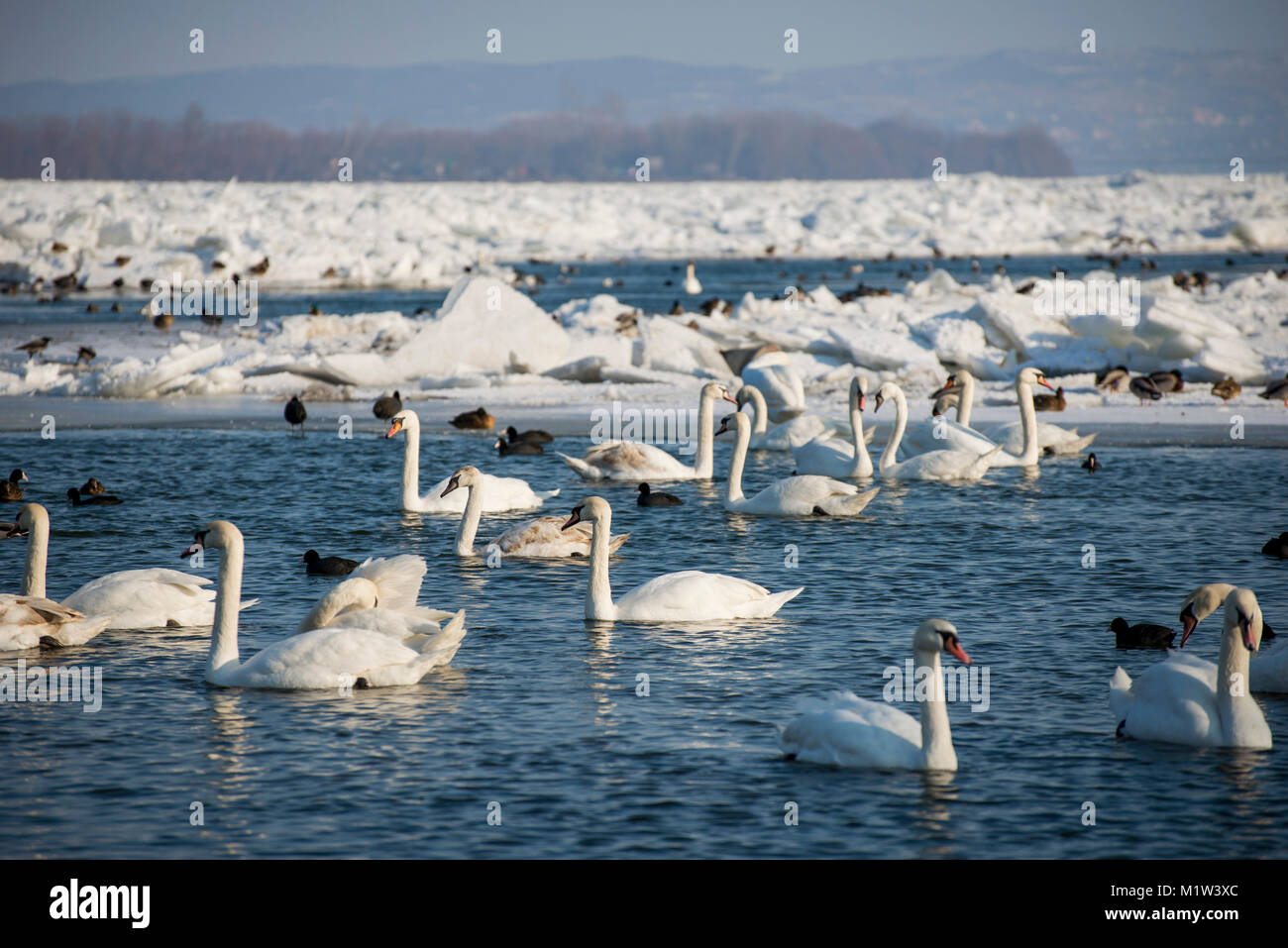 Swans on frozen River Danube en Serbie au cours de l'hiver Banque D'Images