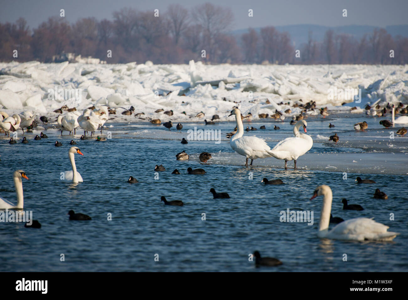 Swans on frozen River Danube en Serbie au cours de l'hiver Banque D'Images