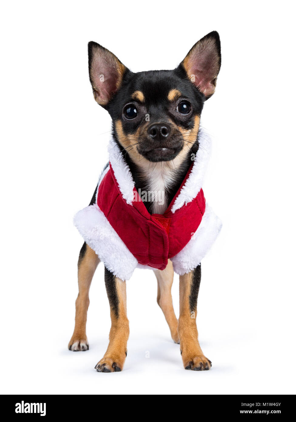 Chien chiwawa noir droit devant la caméra avec mignon veste Noël isolé sur fond blanc Banque D'Images