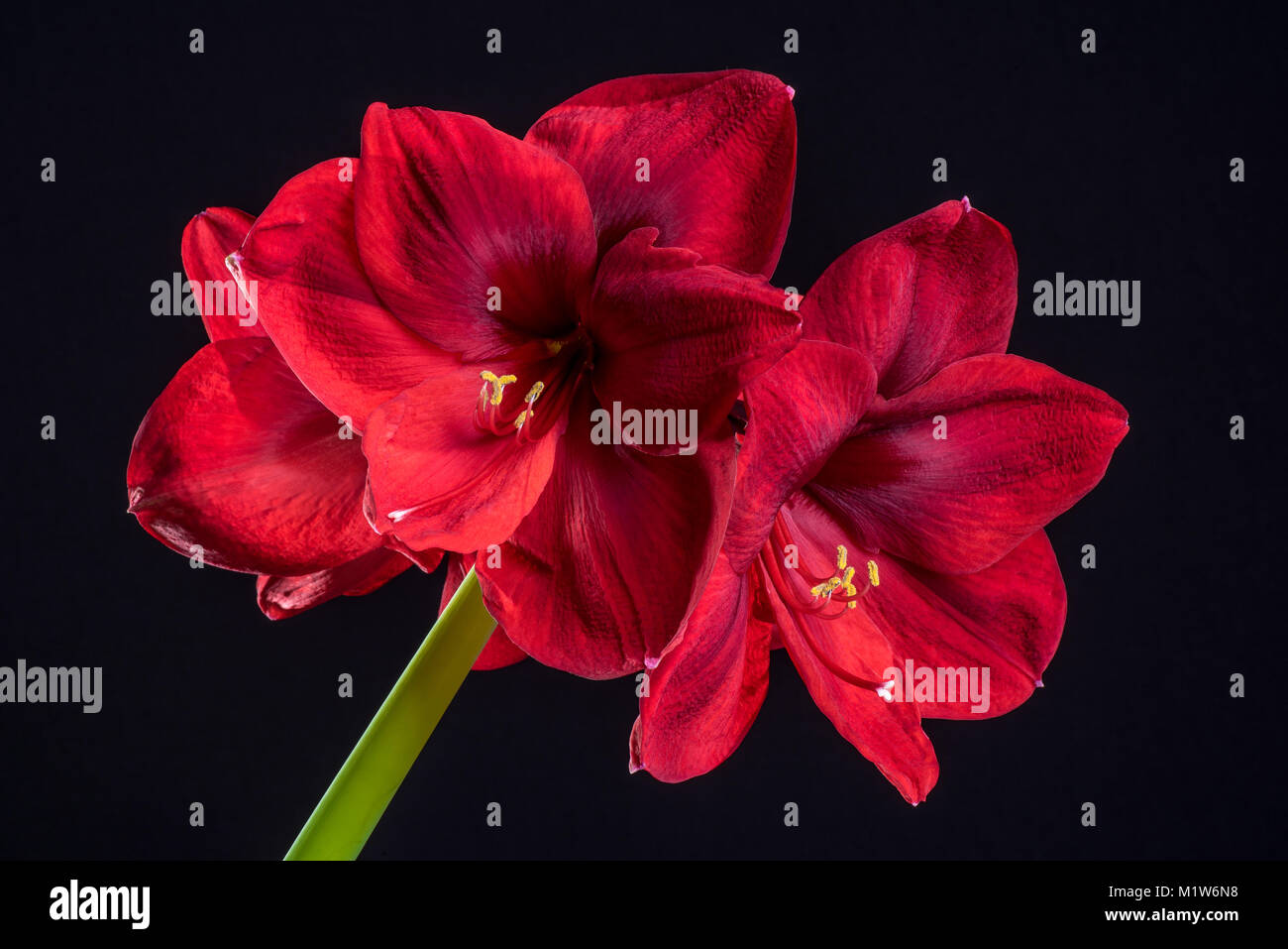 Amaryllis Red Pearl Banque D'Images