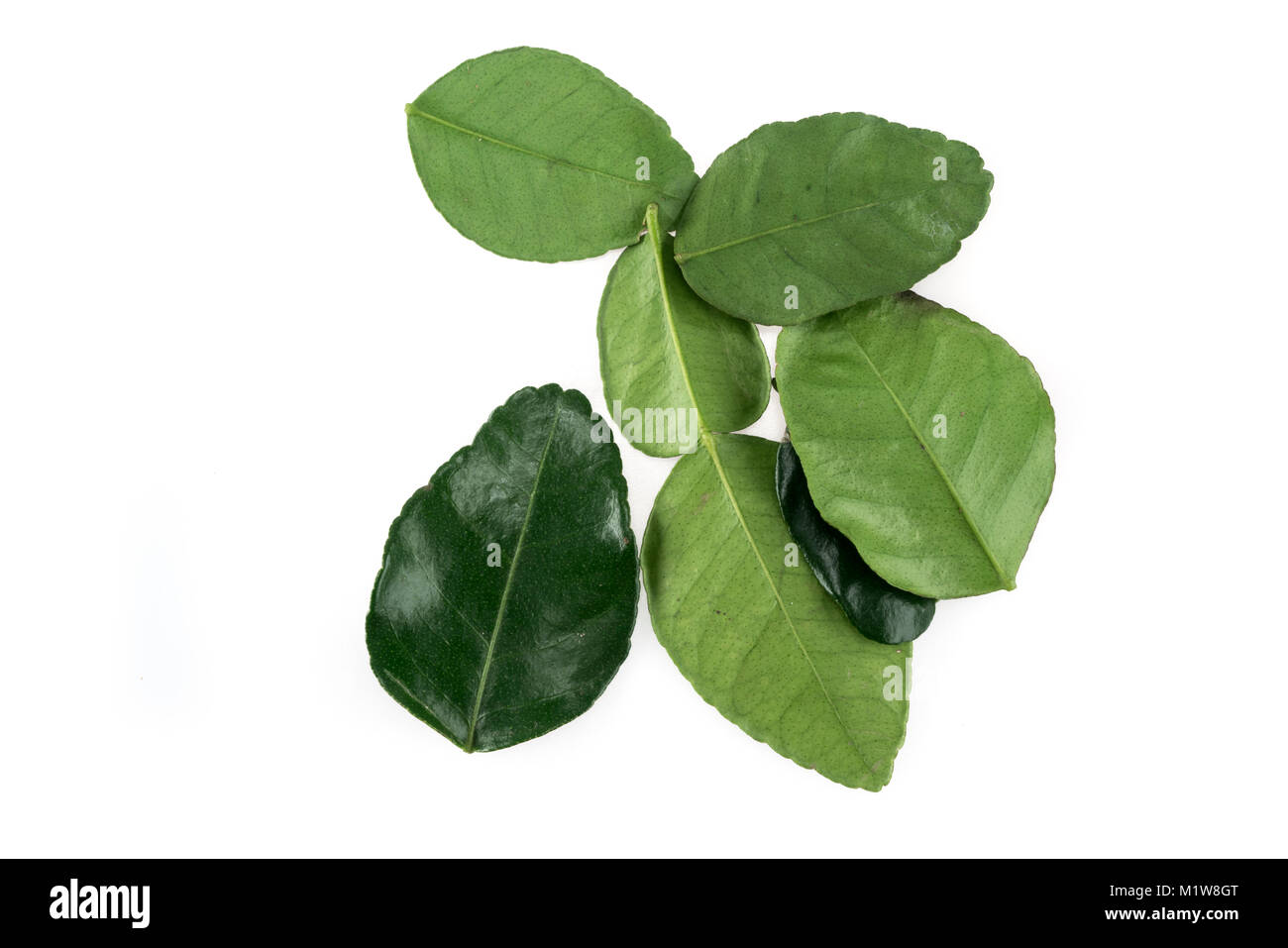 Les feuilles de citron vert frais isolé sur fond blanc Banque D'Images