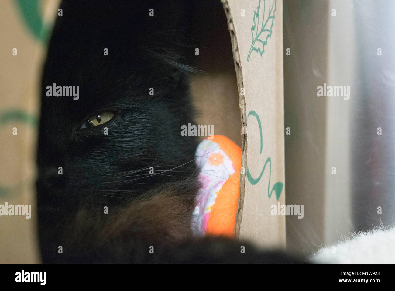 Un chat se cache dans son fort bien qu'il attend d'être adopté à l'Yolo Comté Refuge d'animaux. Banque D'Images