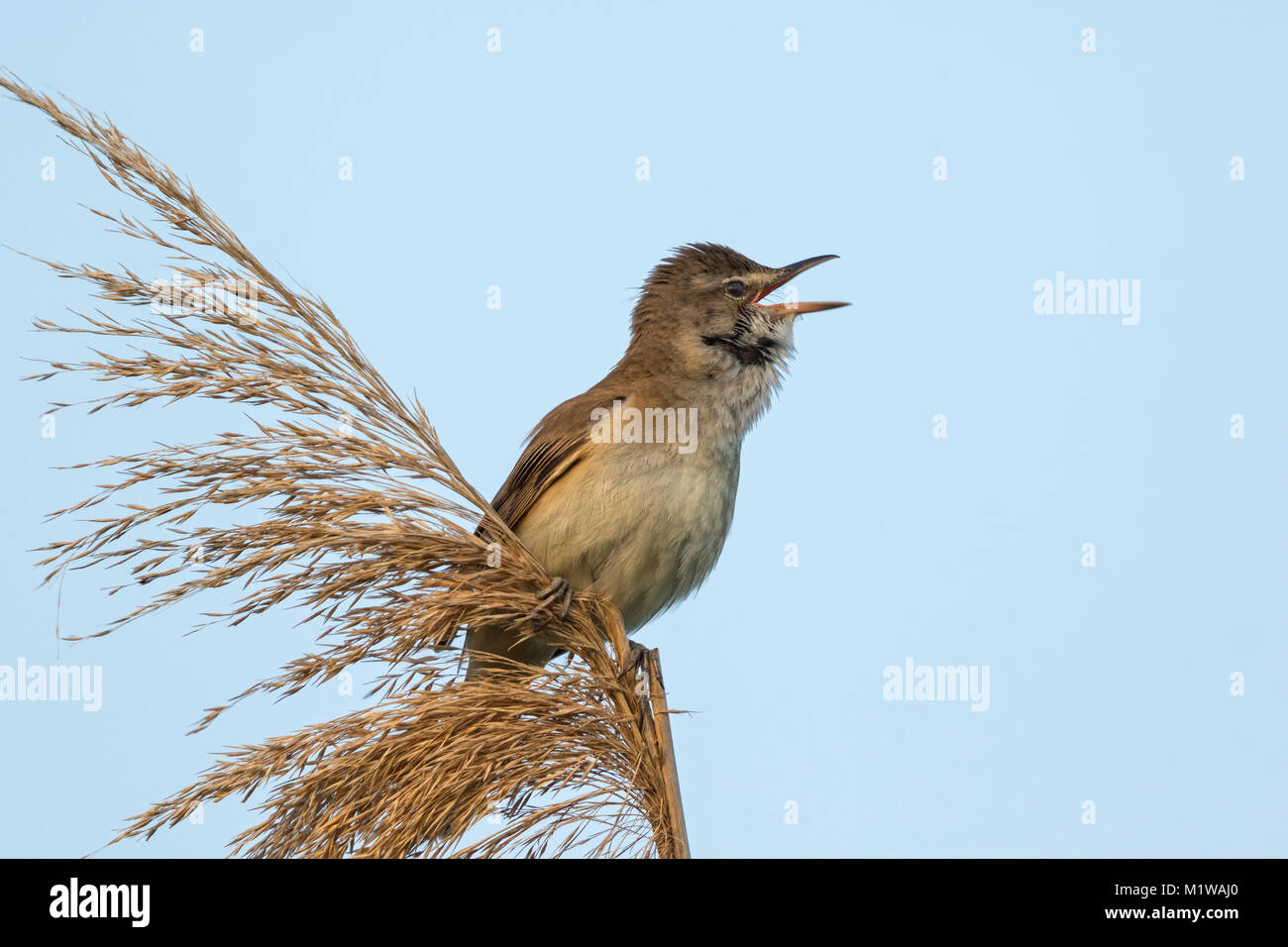 Grand Reed Warbler (Acrocephalus arundinaceus) chanter Banque D'Images