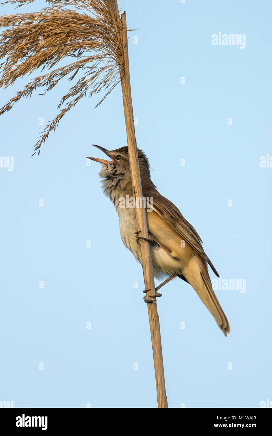 Grand Reed Warbler (Acrocephalus arundinaceus) chanter Banque D'Images
