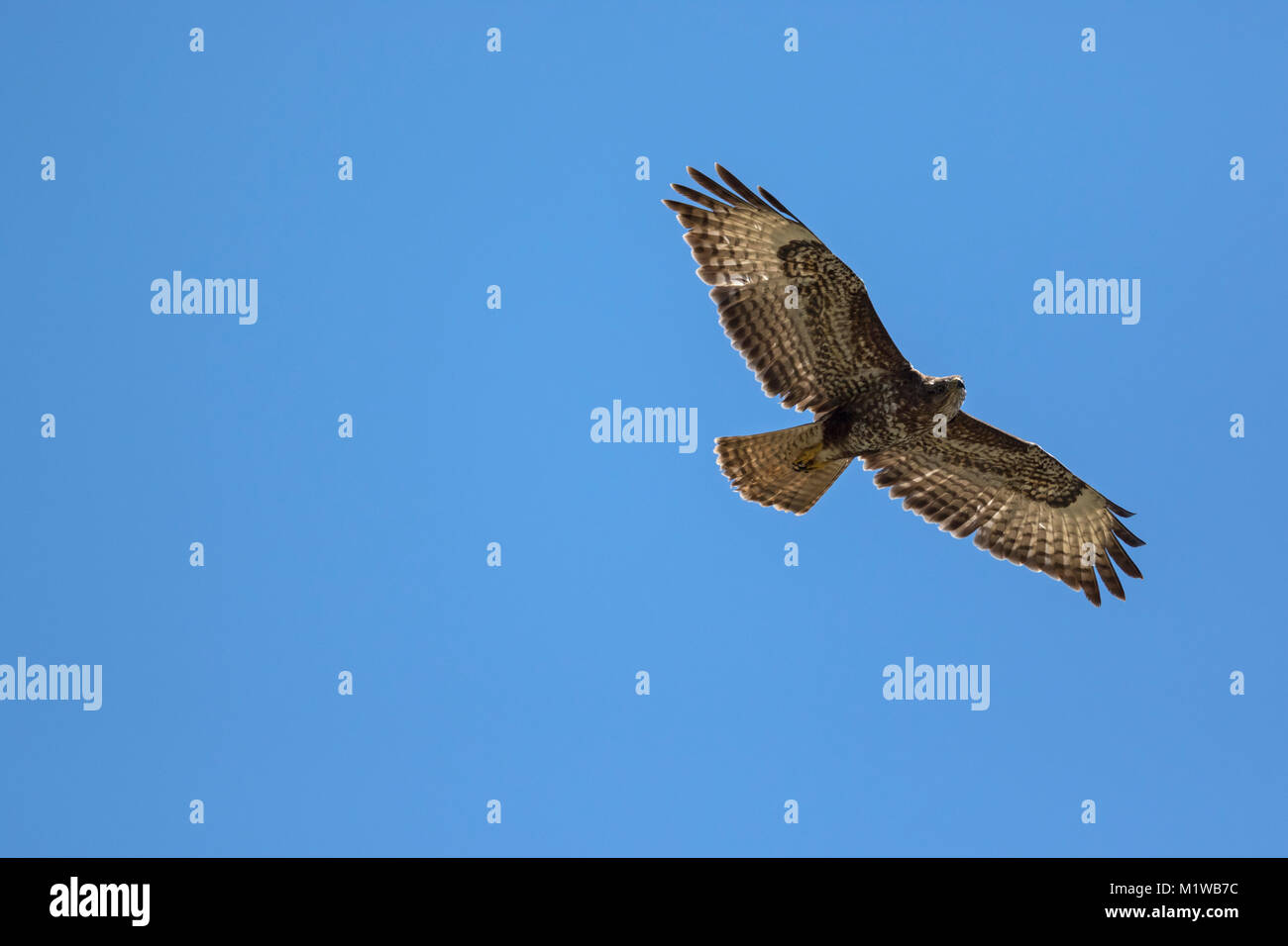 Buse variable, Eurasian Buzzard 2 cy en vol (Buteo buteo) Banque D'Images