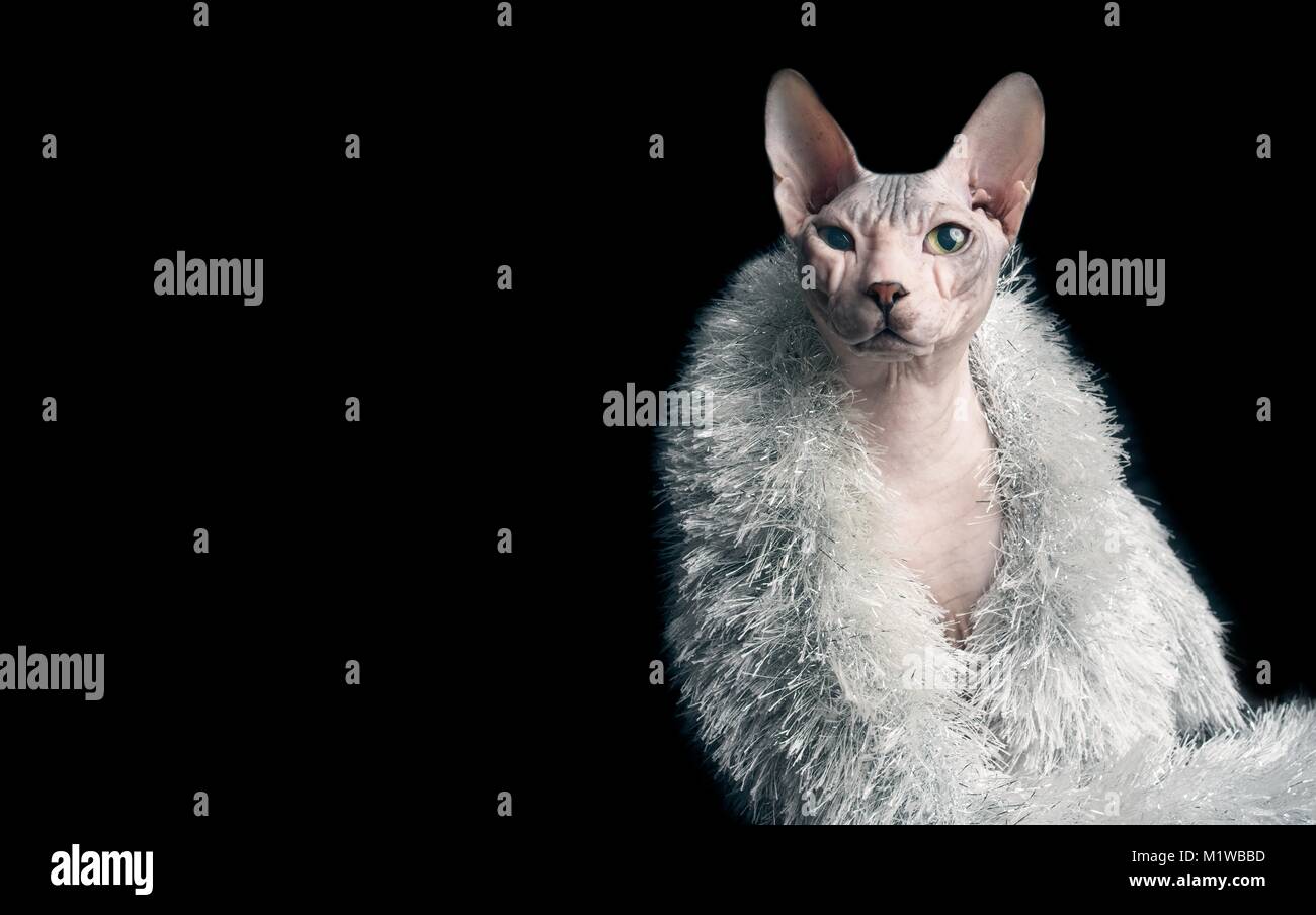 Portrait d'un drôle de chat sphynx avec de l'argent volé Banque D'Images