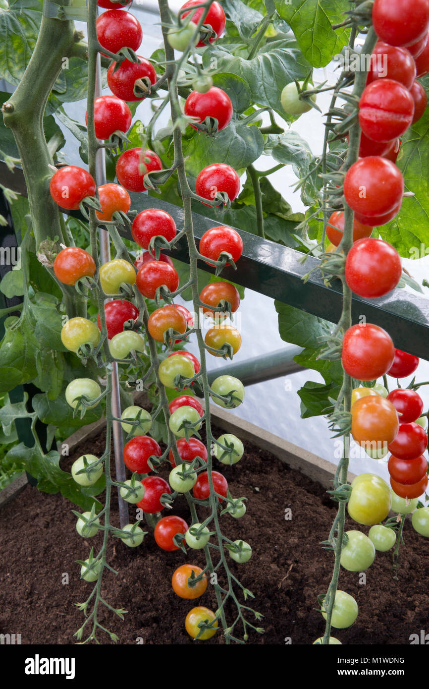 Baby Tomato Plant Banque D Image Et Photos Alamy