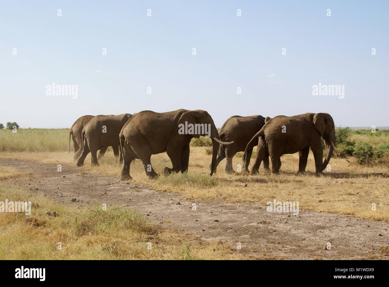 L'éléphant africain (Loxodonta africana) Kenya safari faune nature Banque D'Images