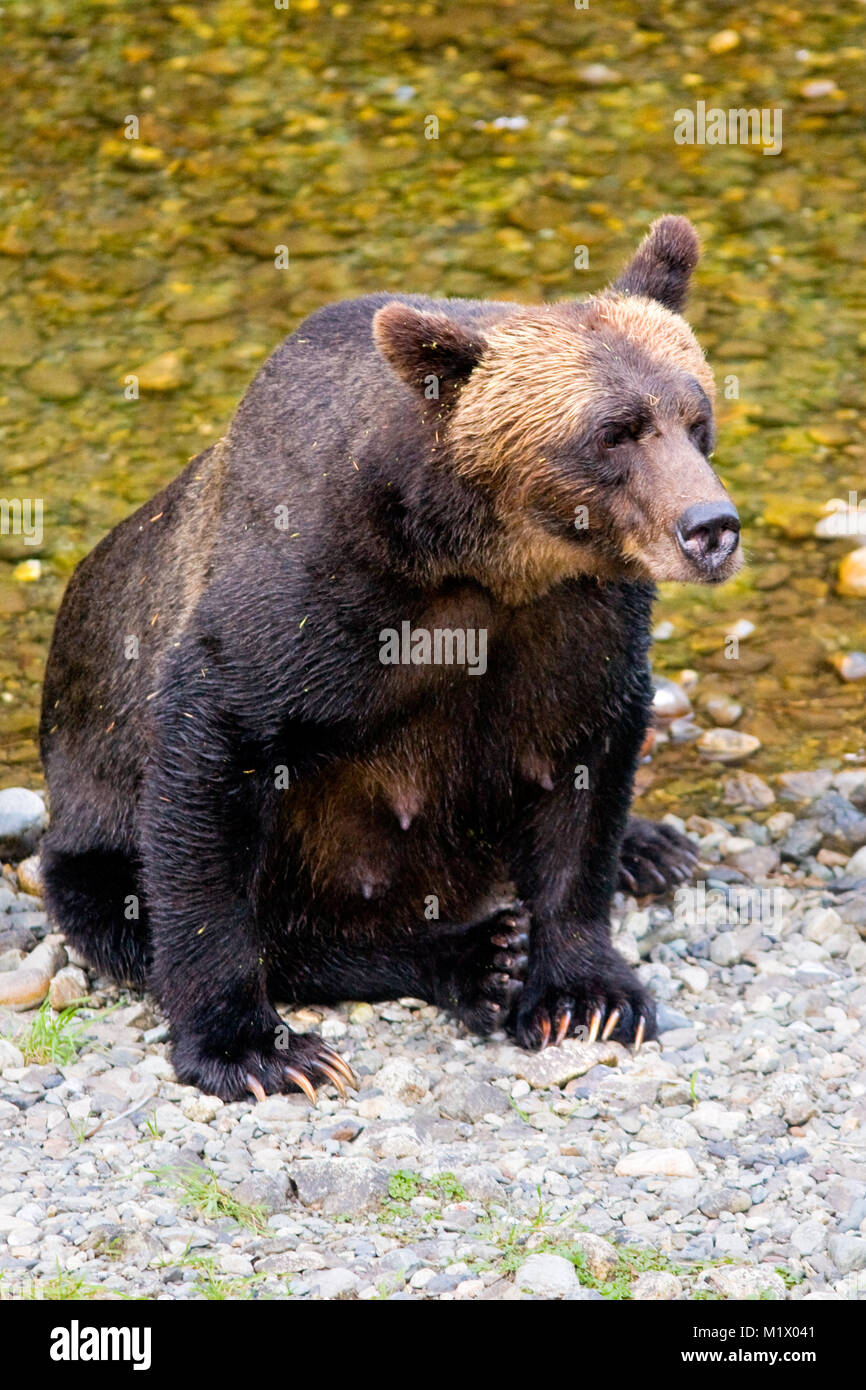 Grizzli femelle sur la banque de Fish Creek, Alaska, USA Banque D'Images
