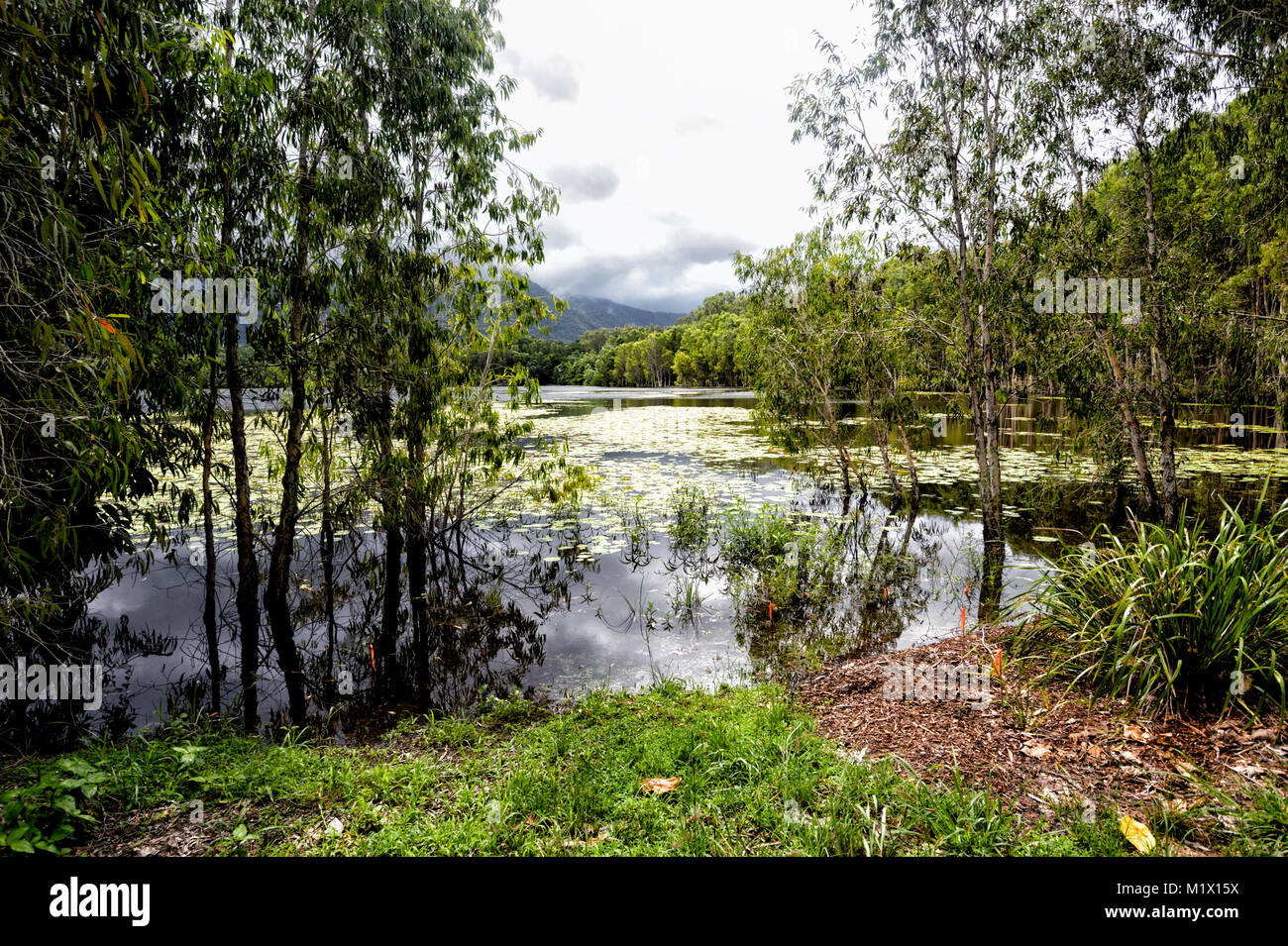 Vue de remises en état des terres humides avec le joli Cattana nymphées, Smithfield, près de Cairns, l'extrême nord du Queensland, Australie, Queensland, FNQ Banque D'Images Vue de remises en état des terres humides avec le joli Cattana nymphées, Smithfield, près de Cairns, l'extrême nord du Queensland, Australie, Queensland, FNQ Banque D'Images