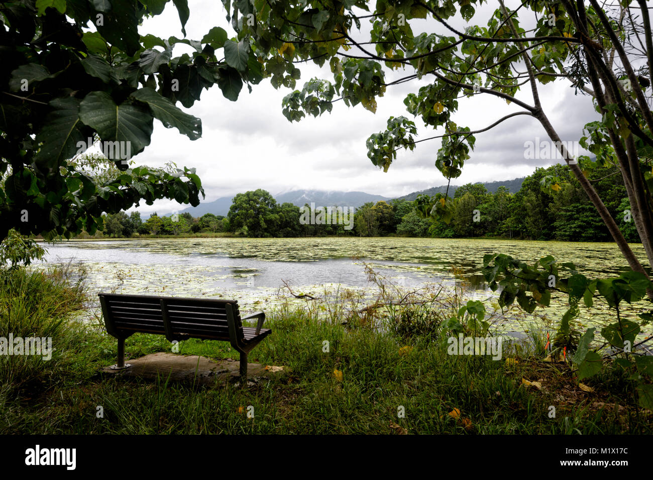 Banc face à remis en état les terres humides avec le joli Cattana nymphées, Smithfield, près de Cairns, l'extrême nord du Queensland, Australie, Queensland, FNQ Banque D'Images Banc face à remis en état les terres humides avec le joli Cattana nymphées, Smithfield, près de Cairns, l'extrême nord du Queensland, Australie, Queensland, FNQ Banque D'Images