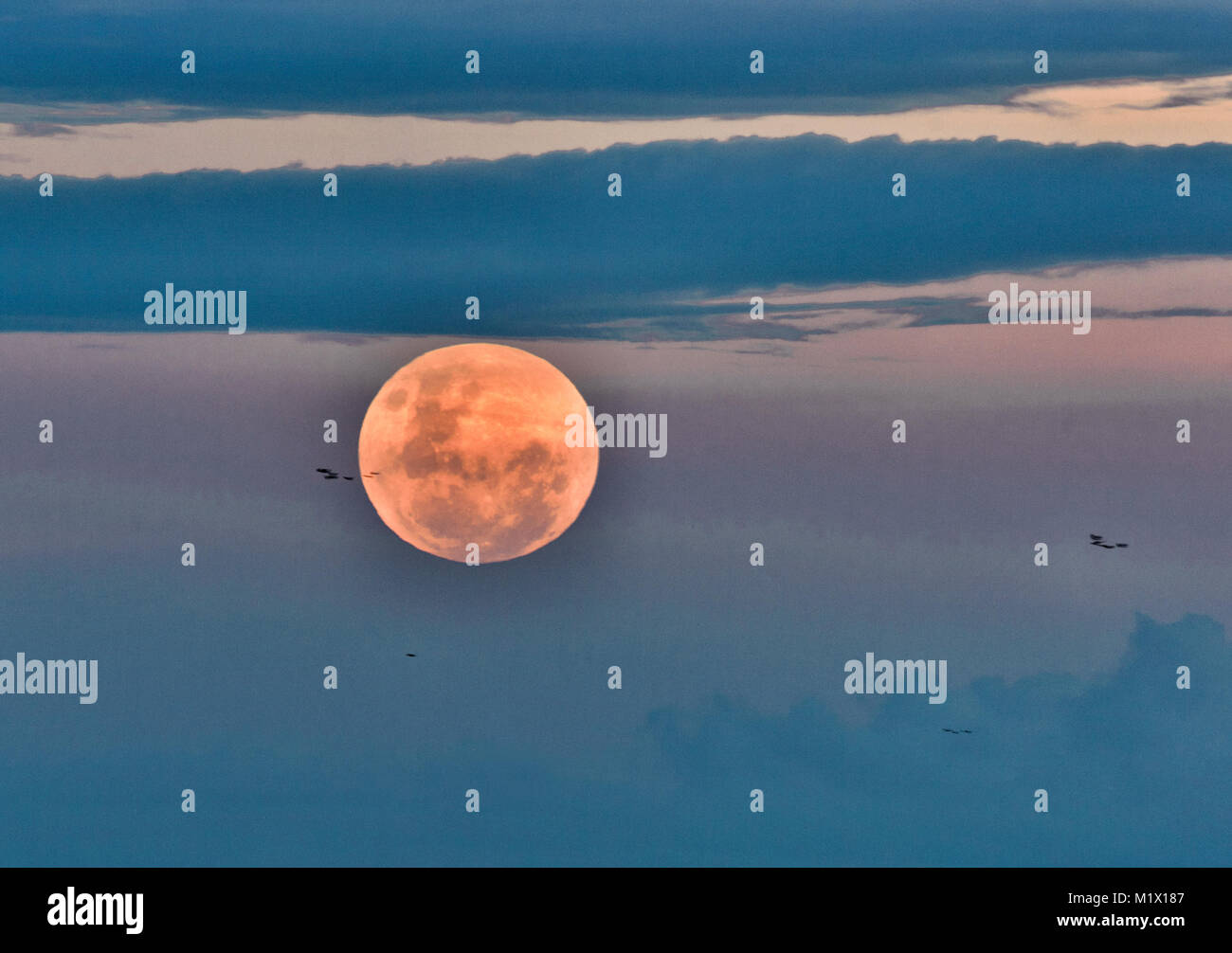 Super Blue Blood Moon Rising avant le début de l'éclipse qui s'est produit le 31 janvier 2018 à Palm Cove, Cairns, Far North Queensland, FNQ Banque D'Images