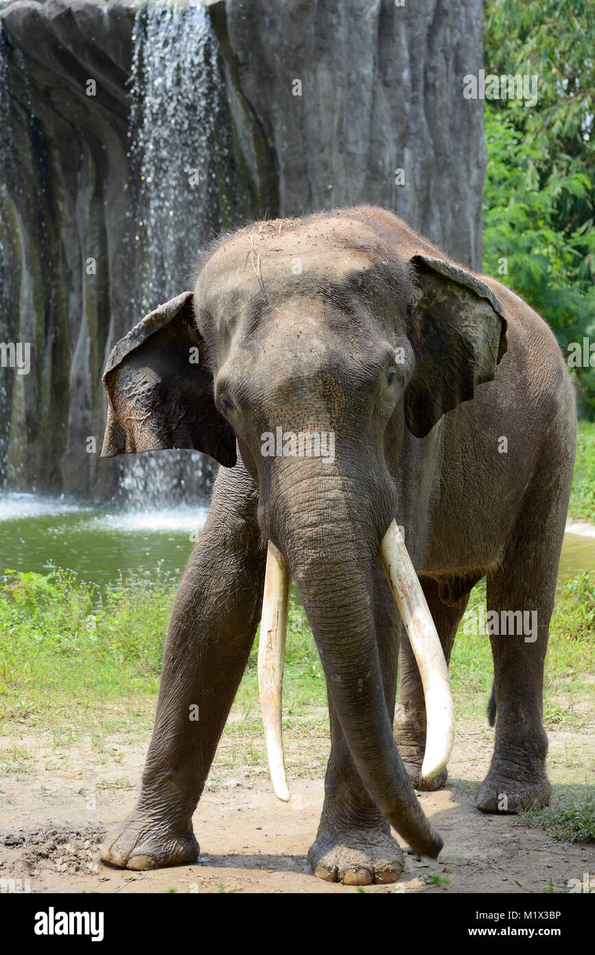 L'éléphant indien près d'une chute Banque D'Images