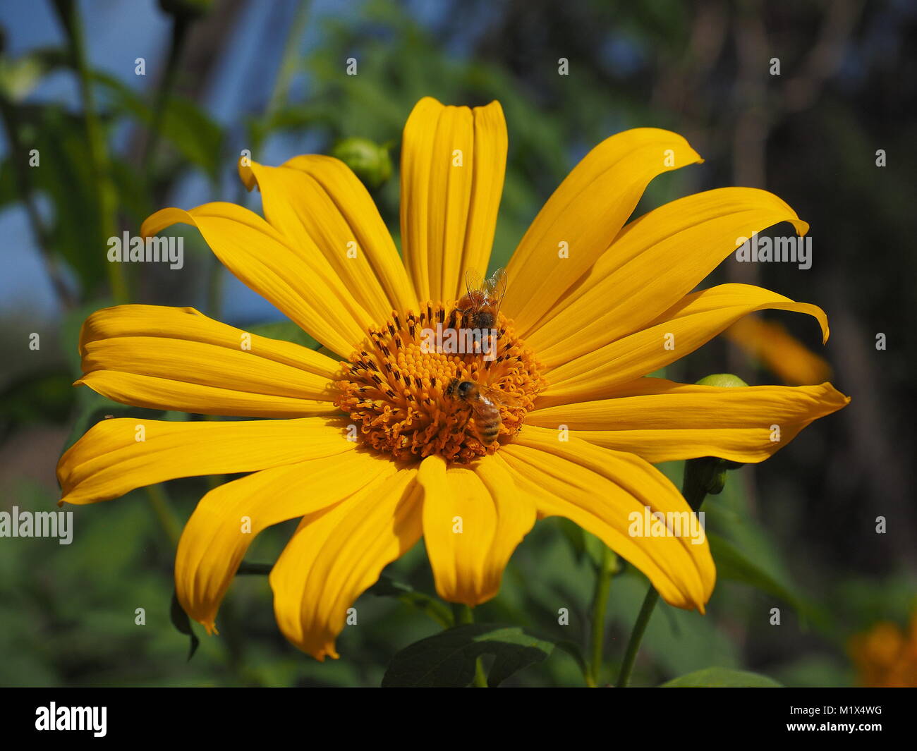 Deux abeilles se nourrissent d'une fleur jaune lumineux, lors d'une journée ensoleillée en Australie. Banque D'Images