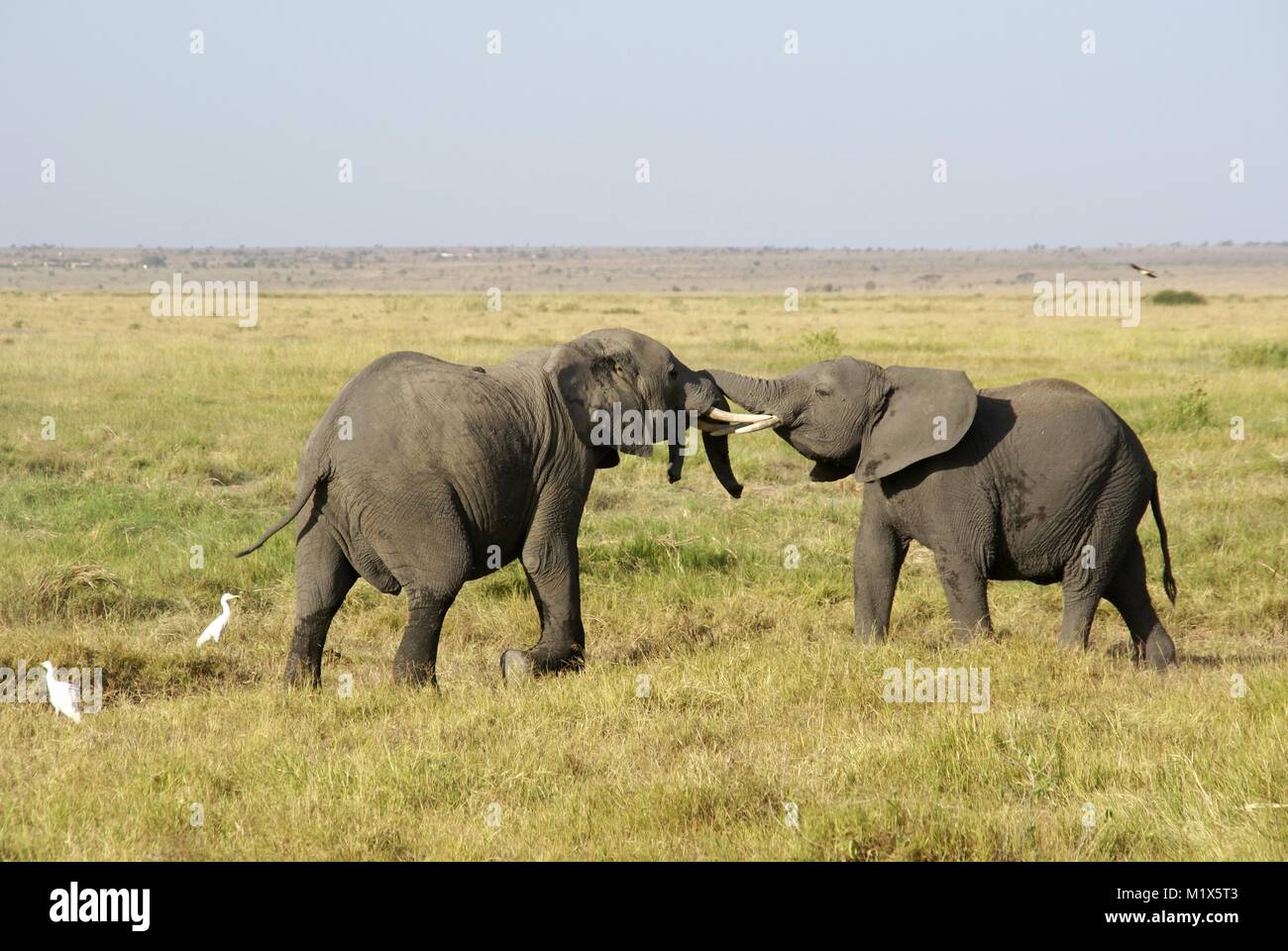 L'éléphant africain (Loxodonta africana) Kenya safari faune nature Banque D'Images