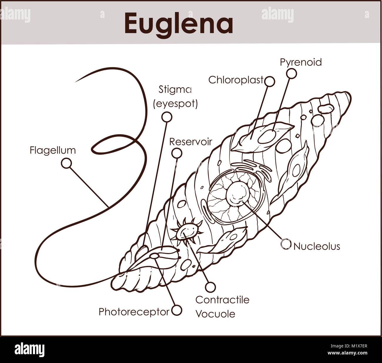 Schéma de la section transversale du vecteur représentant l'Euglena ...