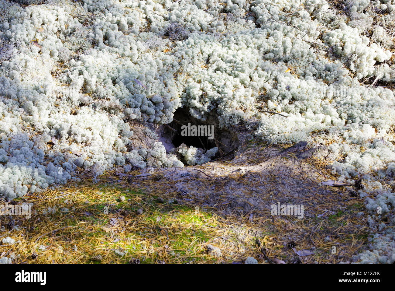 Badger s'enfouissent dans la taïga sibérienne. Une colline à l'intérieur de laquelle vit une famille de blaireaux couvert de mousse de rennes Banque D'Images