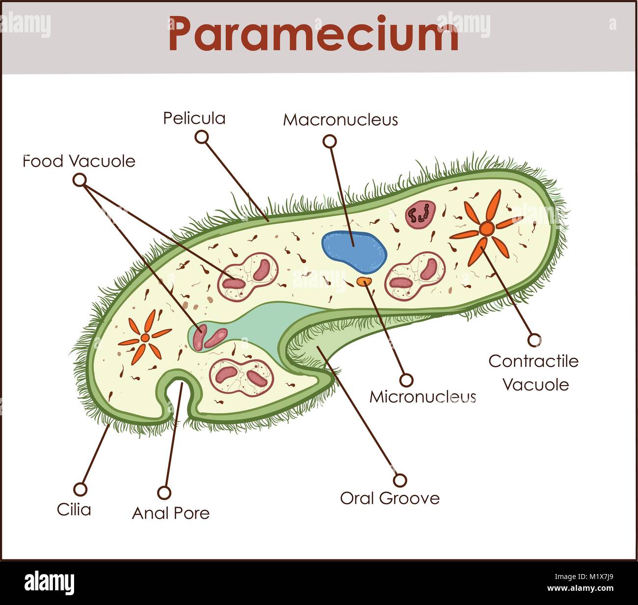 Paramecium Paramecium Banque De Photographies Et D images Haute 