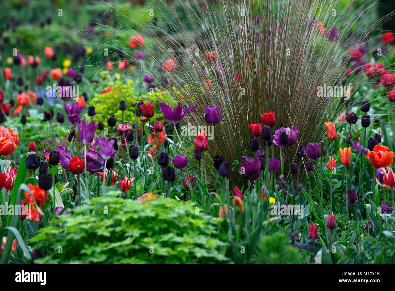 Tulip,affichage,tulipes tulipa,tulip flower power,amour,tulipes tulip Paul scherer,black parrot tulip blue parrot tulip,jardins,printemps,Floral,RM Banque D'Images