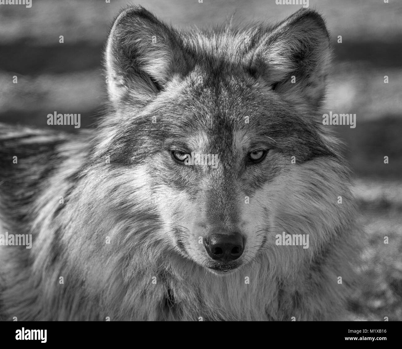Une femelle adulte portrait de loup gris du Mexique Banque D'Images