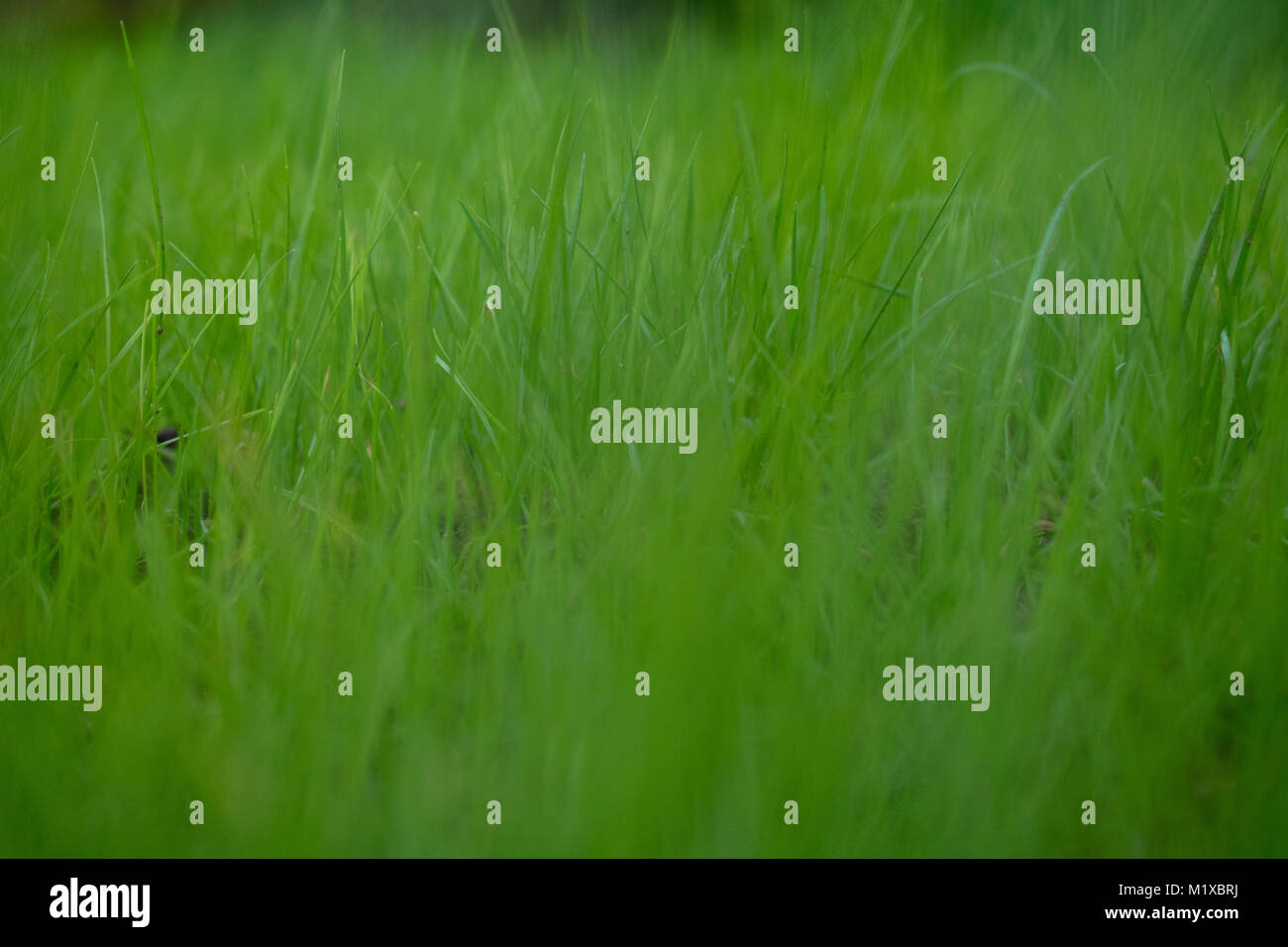 Herbe vert Banque D'Images