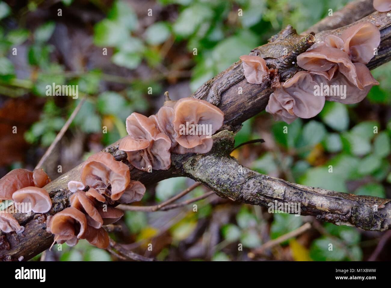 Auricularia auricula, gelée de champignon de l'oreille du sycomore, Pays de Galles, Royaume-Uni Banque D'Images
