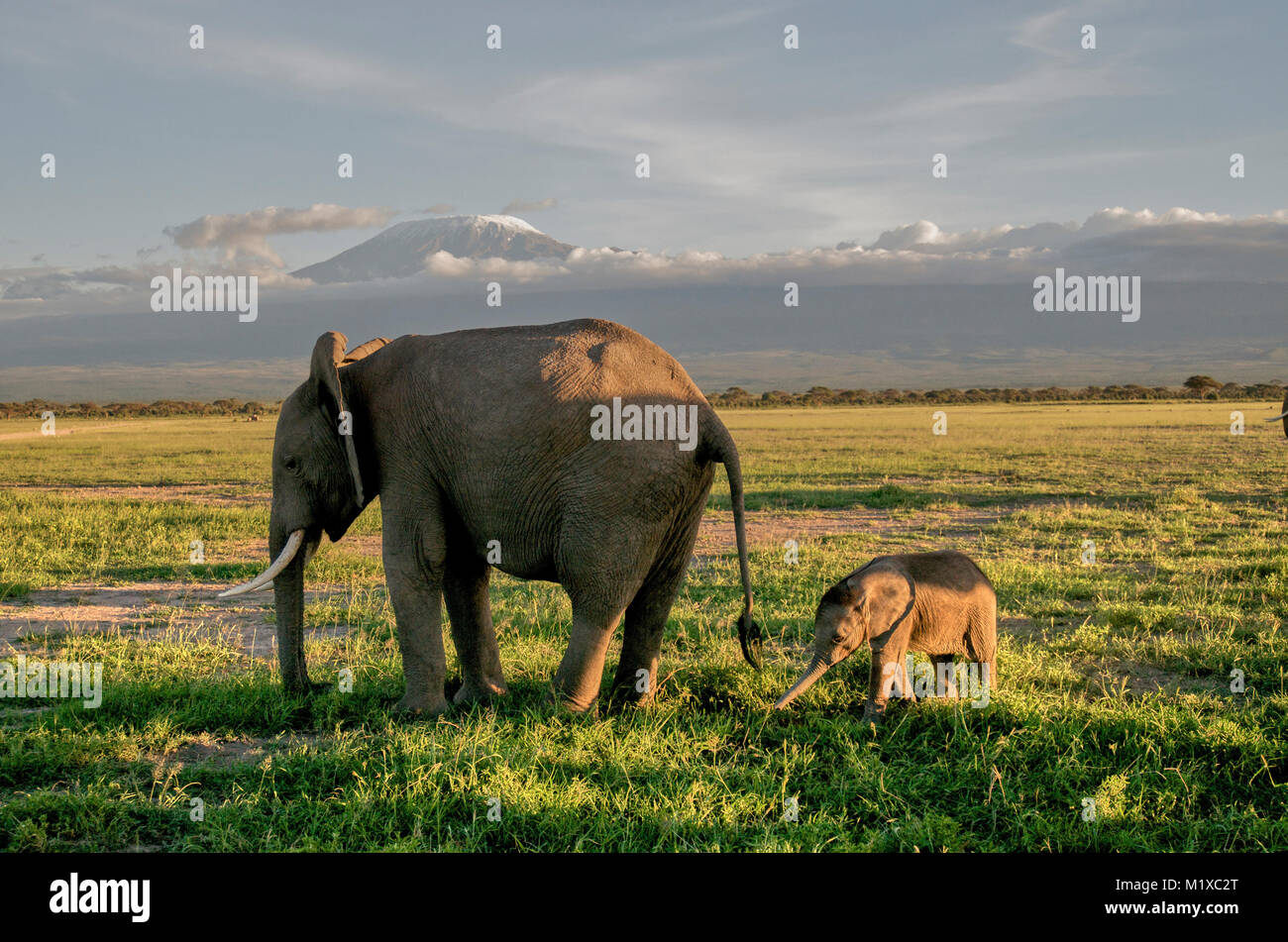 Jeune éléphant africain (Loxoxdonta africana) veau avec allomother en face du Kilimanjaro. Amboseli. Au Kenya. Banque D'Images
