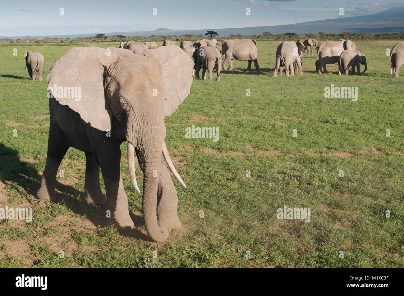 Haut inhabituelle tourné des éléphants d'Afrique (Loxodonta africana) pâturage sur la savane. Amboseli. Au Kenya. Banque D'Images