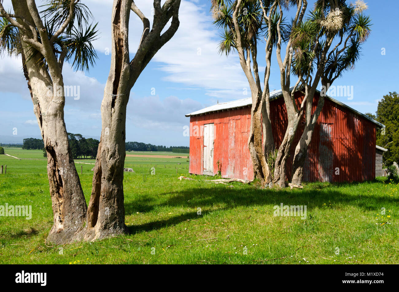 Grange rouge et le chou arbres, Matarawa Road, Dalefield, Wairarapa, Nouvelle-Zélande Banque D'Images