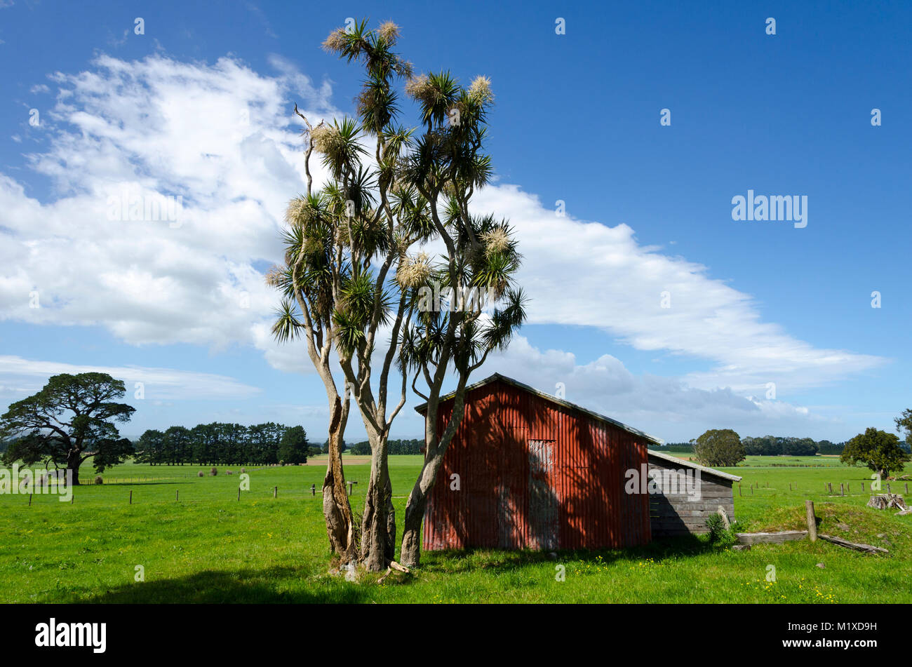 Grange rouge et le chou arbres, Matarawa Road, Dalefield, Wairarapa, Nouvelle-Zélande Banque D'Images