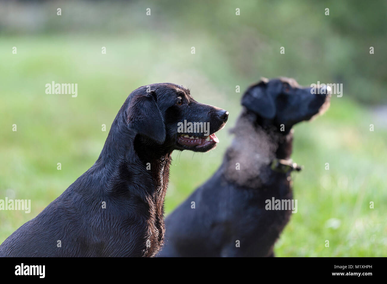 Labrador noir chiens de travail, dès le début de la lumière du matin Banque D'Images