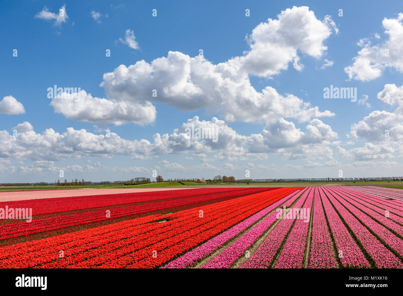 Beaux champs de tulipes rouges et roses avec des tulipes en pleine floraison sur une journée ensoleillée en Hollande. Le ciel bleu au-dessus est superbe avec des nuages blancs et Banque D'Images