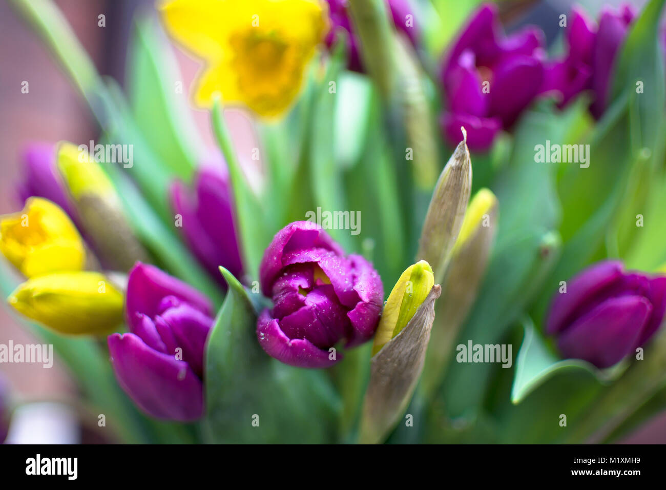 Des fleurs au printemps, les tulipes et les jonquilles en fleurs et bud Banque D'Images
