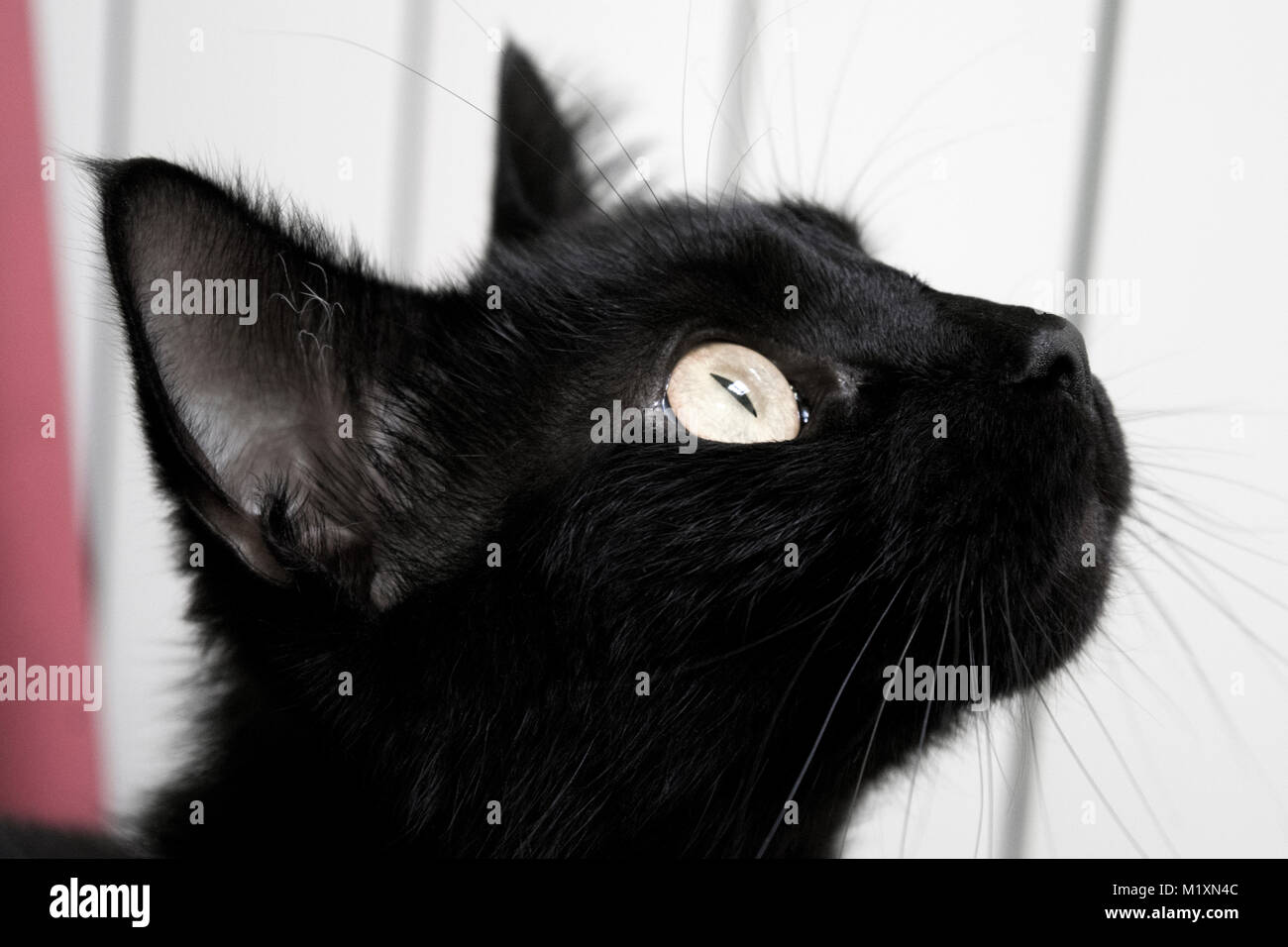 Un Chat Noir De Profil Looking Up Photo Stock Alamy